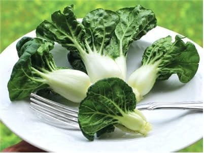 Más de 3000 semillas de Cantón enano Baby Pak Choi Seeds NAI Bai CAINAI Pe Tsai reliquia sin OMG