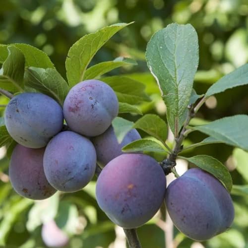 Muda Frutífera de Ameixa Roxa Comum Enxertada