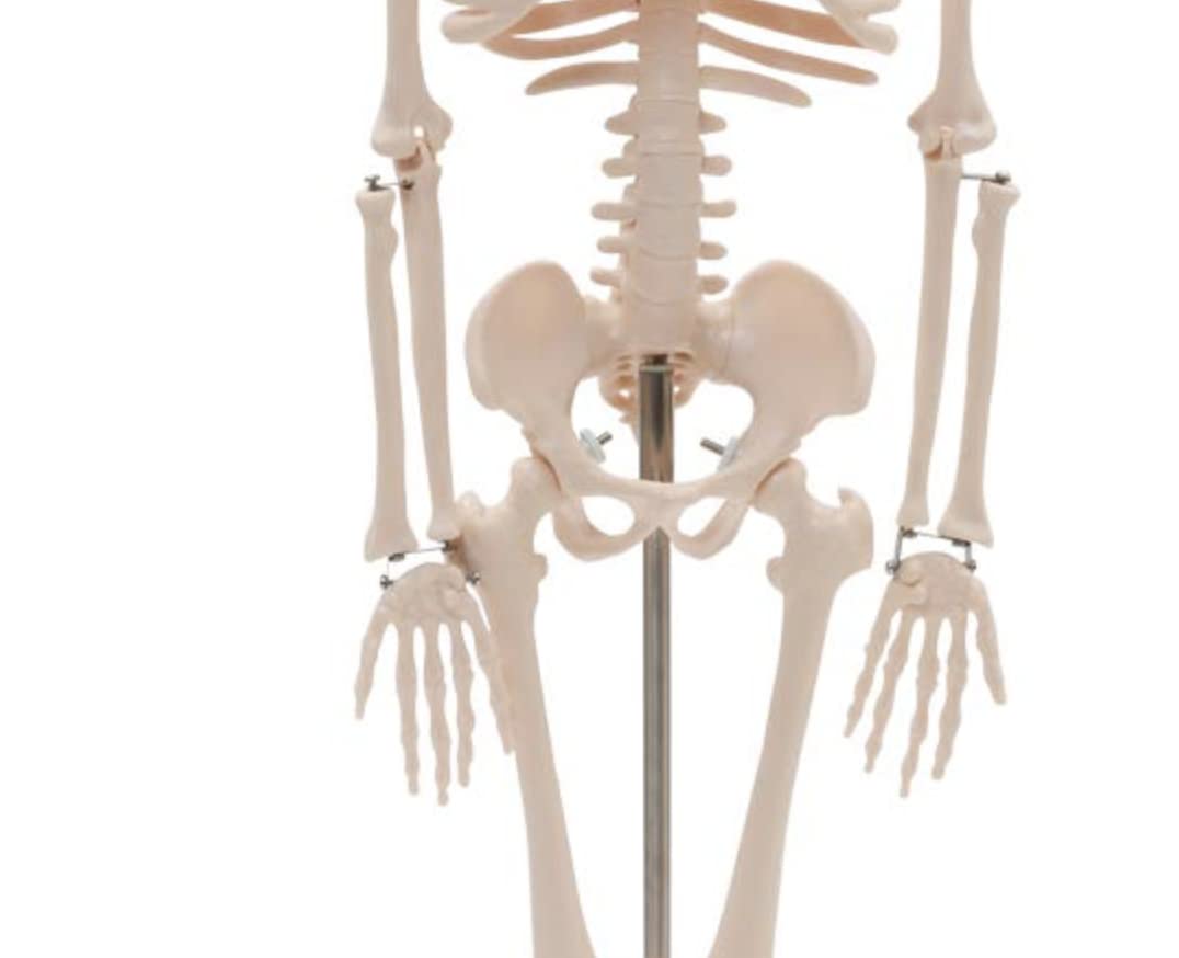 人体骨格模型 直立 スタンド 付 高精度 85cm 1/2モデル Amazon.co.jp: 3B社 等身大全身骨格模型 スタン標準型骨格モデル 直立