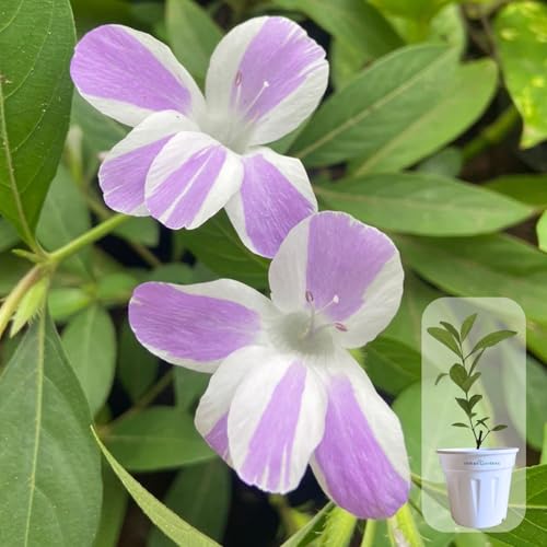 Indian Gardens - Stripe lace Violet Colour Barleria cristata/Decemeber flower plant with 6 inch White Pot
