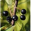 Chokeberry Nero 100-125 cm - Aronia Melanocarpa