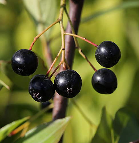 Apfelbeere Nero 100-125cm - Aronia melanocarpa - lebende Gartenpflanze aus den Baumschulen
