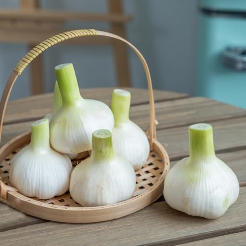 plantas de ajo, invernadero interior, jardín bulbos balcón, resistentes 2pcs