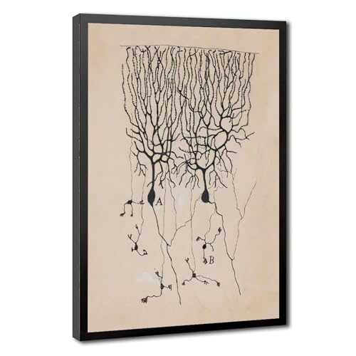 Dessin de neurones vintage Cajal sur toile premium pour décoration murale
