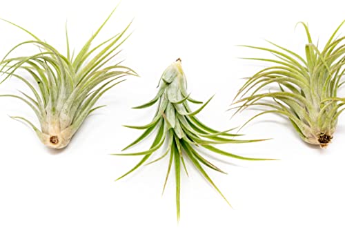Large Air Plants Ionantha Victoriana 4 To 6 Inch - Available In Wholesale And Bulk - Live Succulent House Plants - Home And Garden Decor - Easy Care Indoor And Outdoor Plants (Pack Of 3) #TOP1