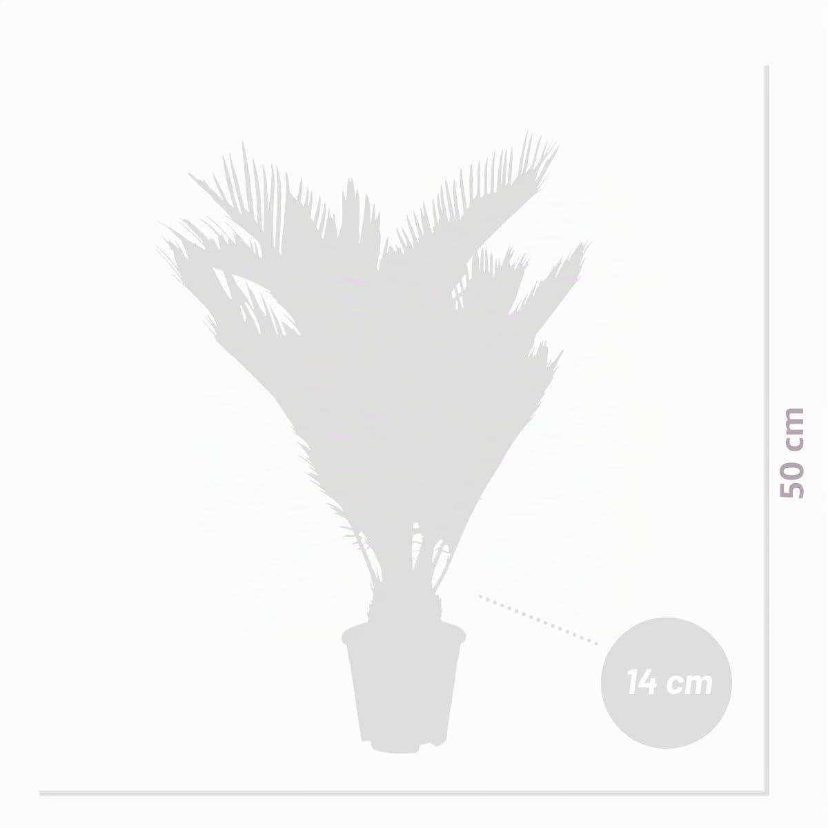 Bloomique - Set di 2 - Cycas revoluta - Palma di Sagò - Cicas - Pianta da interno - Molto facile da curare - Alte 40-50 cm - Vaso da 15 cm