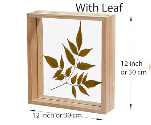 Image of Desi Rang Wooden Rectangular Frame For Wall Decor Table Top Hanging Any Green Or Dry Plant Leaf Picture Photo DIY Gift Home Decoration (Wood,Sqr,12X12Inch,With Dry Leaf)