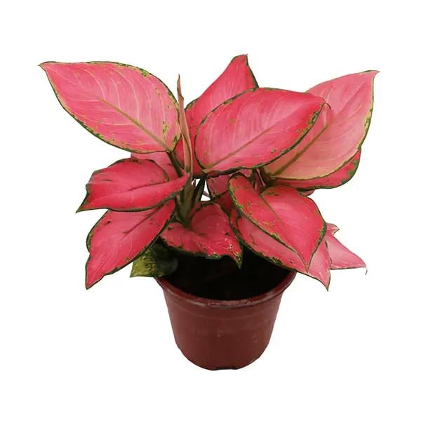 Nature Touch Aglaonema Red Natural Live Plant Indoor Plant With Black Plastic Pot (Aglaonema Live Plant varieties) (Pink) (B0D673CVYK) Amazon Price History, Amazon Price Tracker