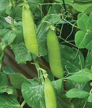 "Wando" Garden Pea Seeds For Planting, 50+ Heirloom Seeds Per Packet, (Isla's Garden Seeds), Non Gmo Seeds, Botanical Name: Pisum Sativum, Great Home Garden Pea Variety #TOP4