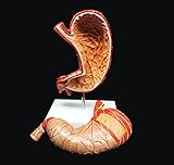 Human Stomach Model 1.5X Enlarged Anatomical Model Anatomy for Science Classroom Study Display Teaching Medical Model 2-Parts