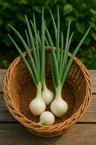 150 graines à semer bio - Le Grenier d'Abondance - Oignon de Lisbonne - Allium cepa