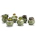 T4U 2.5" Spring Serial NO.2 Tripod Sucuulent Cactus Plant Pots Flower Pots Planters Containers Window Boxes Green 1 Pack of 6