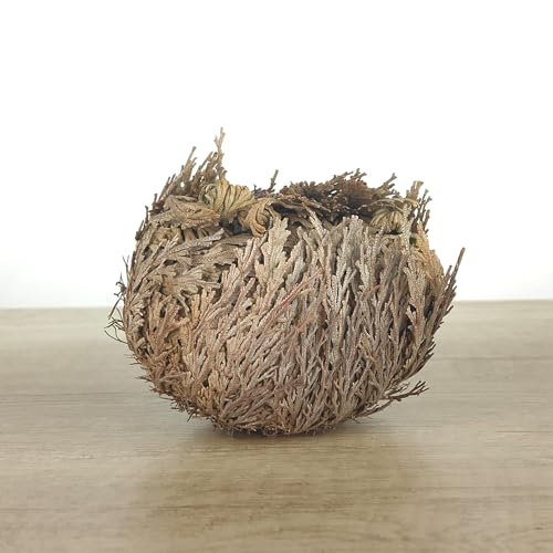 Rosa de Jerico grande (10 * 7 * 7 cm) - Germigarden - Planta resurrección