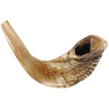 Holy Land Gifts 4874 Shofar Rams Horn B 15 In. 17 In.