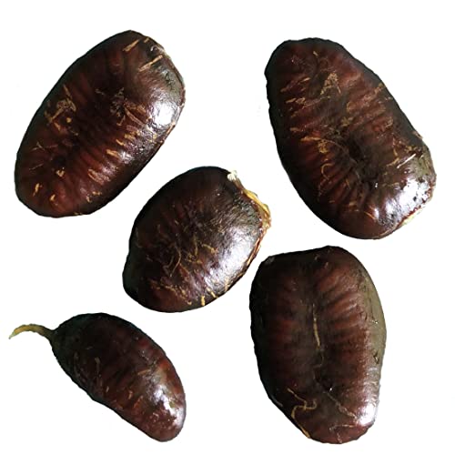 Smoke Camp Crafts Pawpaw Seeds
