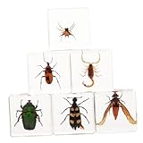 TOVINANNA 6 Stück Natürliche Insekten resin dekorationen für Schreibtisch Realistische Tierpräparate als Pädagogische Sammlerstücke und Dekorative Wohnaccessoires