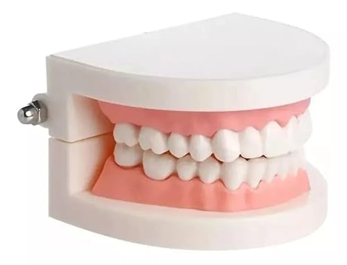 Manequim Molde Dentario Articulado Universal Dentística