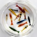 Seam Oasis 10+1 Adult Neocaridina Candy Skittle...