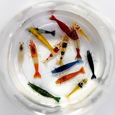 Seam Oasis 10+1 Adult Neocaridina Candy Skittle Live Shrimp Mixed Colors Freshwater USA