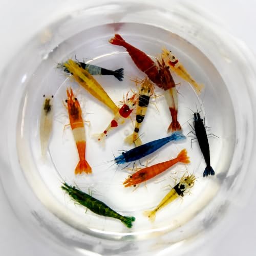 Seam Oasis 10+1 Neocaridina Candy Shrimp Mixed Colors