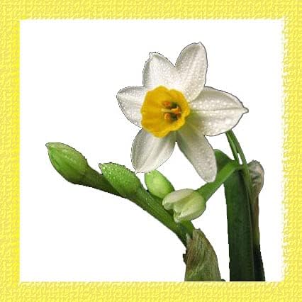 Amazon 水仙 ニホンズイセン スイセン球根 オランダカイウ 水仙球根 ニホンズイセン球根 庭の装飾植物 9球根 花 Amazon 水仙 ニホンズイセン スイセン球根 オランダカイウ 水仙球根 ニホンズイセン球根 庭の装飾植物 9球根 花