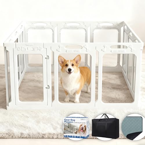 Qoility ANpxr[T[N hAt q&^p 12pl 24C` zCg