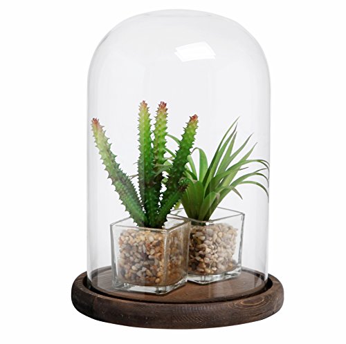 Mygift 8-Inch Clear Glass Cloche Dome Decoration Case, Decorative Tabletop Centerpiece Cloche Jar With Rustic Dark Brown Wood Base #TOP2