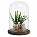 MyGift The Bell Jar Glass Cloche with Rustic Wood Base, 10 Inch Tall Clear Decorative Glass Dome Display for Plants, Curios, Keepsakes, Heirlooms