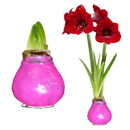 FLORIUM - Wachs Amaryllis Zwiebeln Pink – Wachsamaryllis 28/30 Großformat | 2 Stück | gewachst/wax | ohne Gießen | Exlusive Zimmerpflanzen aus Holland - Hippeastrum (kein glas, vase und Topf)