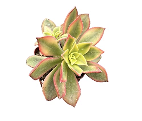 Foliagems Live Succulent Cactus Plants From Uskc (2"Pot Aeonium Kiwi) #TOP1