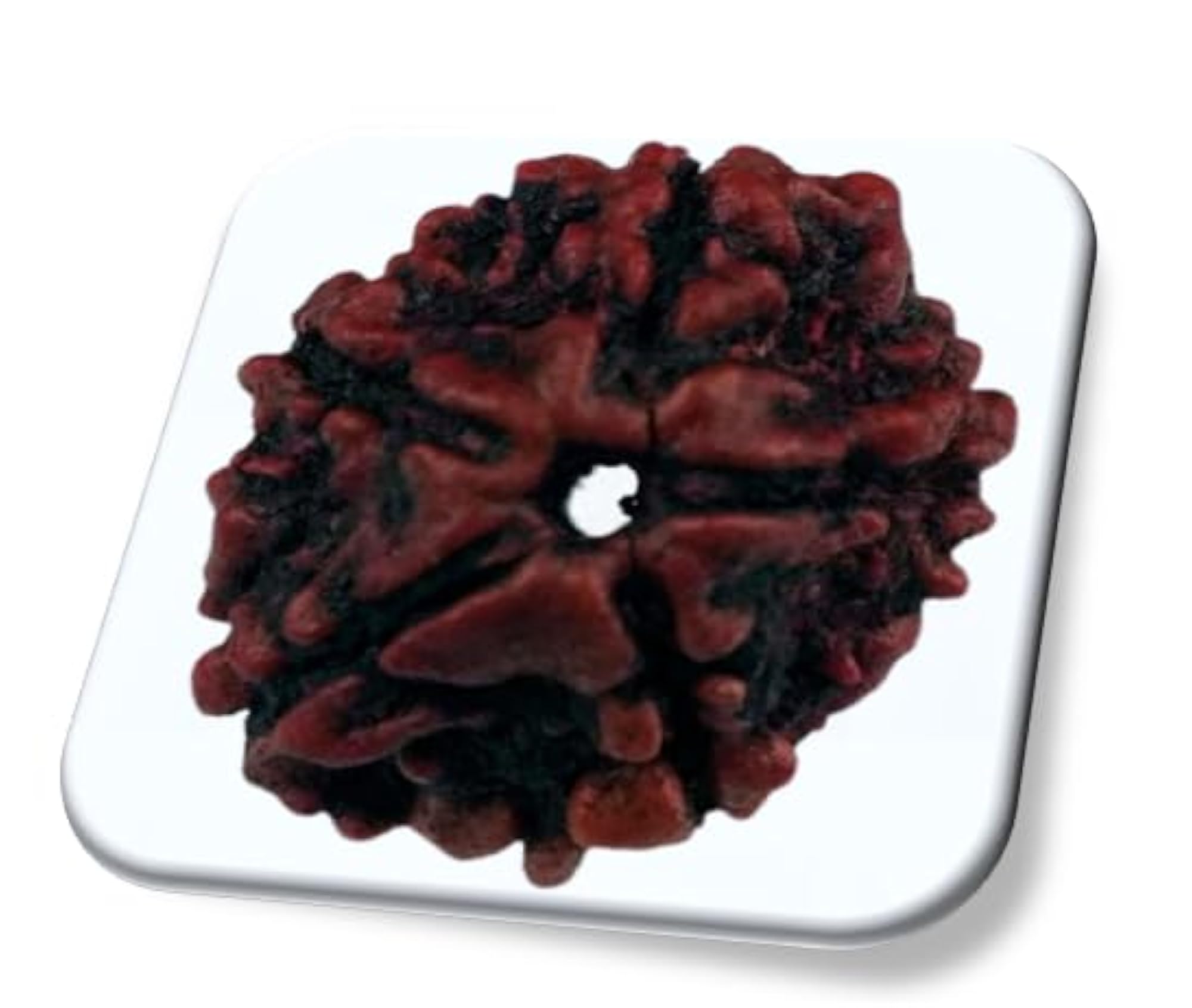Five Face Rudraksha from Nepal, IGL Lab Certified