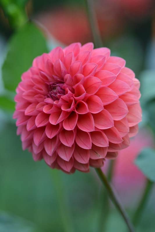 See full amazon price history chart for Ritz Farming® Dahlia pom pom vearty flower seeds | Dahlia lite pink shade flower seeds for Home pots | all Season Flowering seeds for Home And Kitchen Gardening pack of 100 seeds Ritz Farming® Dahlia pom pom vearty flower seeds | Dahlia lite pink shade flower seeds for Home pots | all Season Flowering seeds for Home And Kitchen Gardening pack of 100 seeds (B0C3VQFP84) Amazon Price History, Amazon Price Tracker