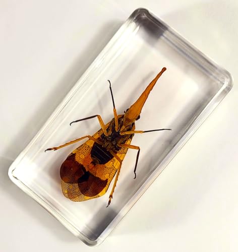 Image of 2.9 inch Real Lanternfly Cicada in Crystal Clear Lucite Resin Paperweight Specimen Preserved Pyrops Candelaria Insect Taxidermy Crafts Collection for Biology Science Education & Desk Display Supplies