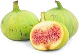 Las hojas de todo el higo son de forma lobulada y forman una gran base para que crezca el fruto del higo. El color verde es una gran compensación para que la planta agregue una buena cantidad de color al jardín antes de que aparezca la fruta en otoño.
