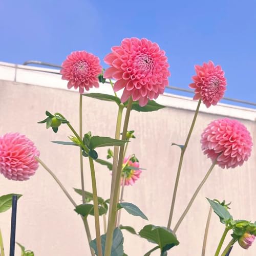 tuberi di dalia resistenti - bulbi bulbi di dalia - tuberi di dalia resistenti fiori da balcone aiuole rialzate per fiori da giardino piante rare piante esotiche resistenti 6pcs