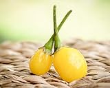 Yellow Wiri Wiri Heirloom Pepper Premium Seeds for Planting Packet