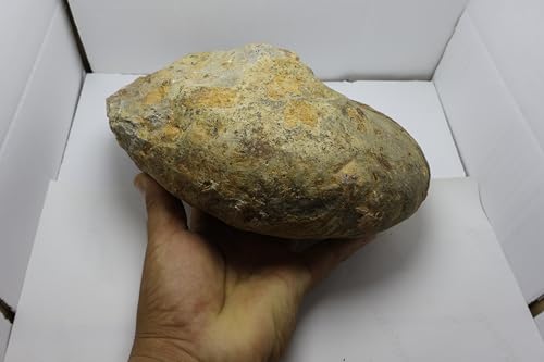Image of Rare Ammonite Nautilus Ammonite Fossil Fossil from Morocco Fossils Ammonites Fossil Rock A295