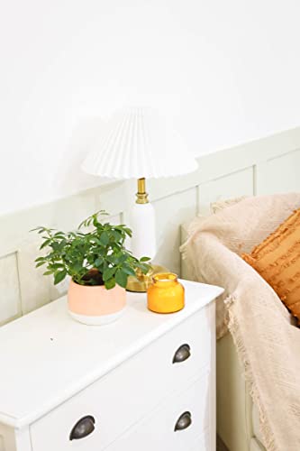 Schefflera Arboricola (4" Grower Pot) - Dwarf Umbrella Tree - Tropical Houseplant - Low Light And Healthy Houseplant - Easy To Care Indoor Houseplant For Beginners - Air-Purifying Indoor Plant #TOP2