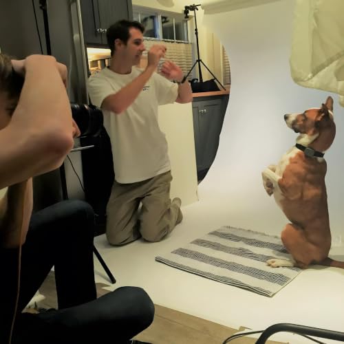 How Animals Get Cast in Movies with Hollywood Animal Agent Joel Norton
