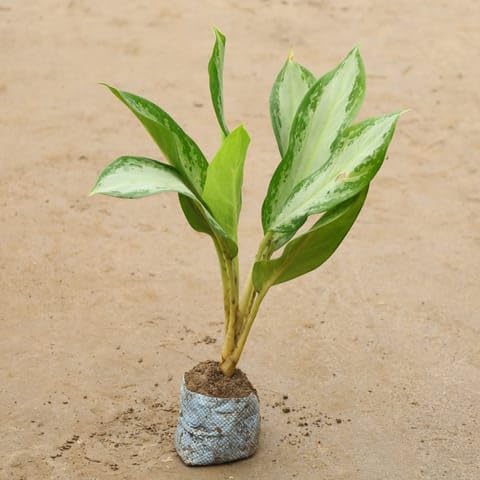 Warad Plants Aglaonema Dove In 4 Inch Plant Nursery Verdant-image-2