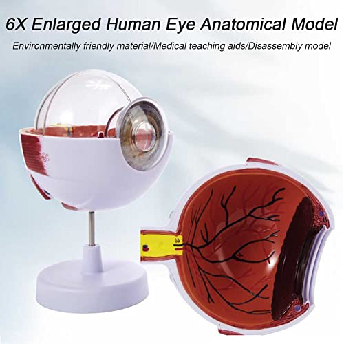 Globe oculaire à agrandissement 6 fois pour comprendre l'anatomie oculaire sans microscope