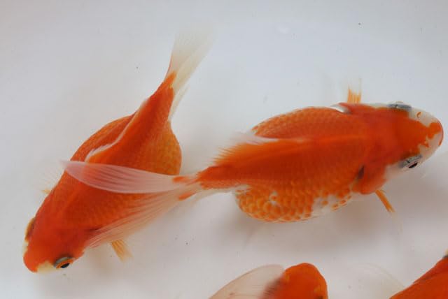 Amazon | 国産金魚 玉サバ 2才魚 1匹 全長約8～9cm （生体60713-8