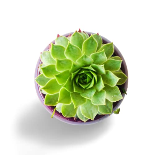Creative Farmer Succulent Plant Lotus Live Sempervivum (Lakshmi Vishnu Kamal/Roof Houseleek/Thunder Plant) Container Planting For Gifting Purpose |Indoor Plant| (Healthy