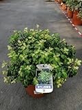Pittosporum ten. 'Gold Star' - Pittospore 30-40 cm en pot