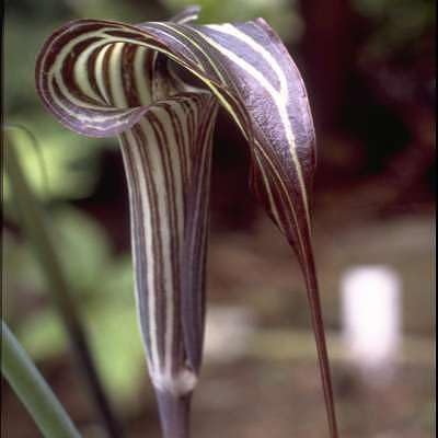 Plant World Seeds - Arisaema Ciliatum Seeds (Exotic Flower Seeds)