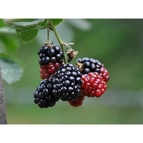 ZTOES BlackBerry Seeds Cover