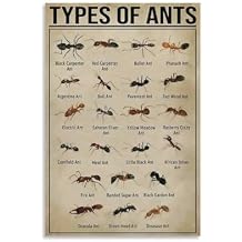 JPOSTHCZ Ypes of Ants Poster Educational Canvas Wall Art Aesthetic Decorative Painting Living Room And Classroomstyle 16x24inch40x60cm