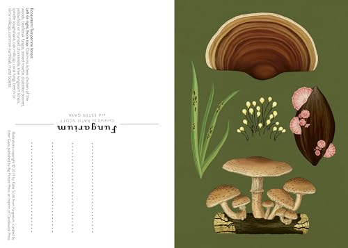 Fungarium Postcard Box Set (Welcome to the Museum) - Image 3