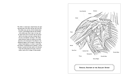 Gray's Anatomy Coloring Book: Images to Color from the Classic 1860 Edition (Sirius Creative Coloring) - Image 3