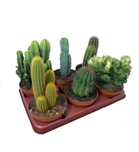 Pack de 6 cactus de colección, 20-30 cm, en maceta de 13 cm. Mix de cactus variados. Especies diferentes y únicas de cactus, apreciadas por su forma, espinas y flores. Segura Garden.